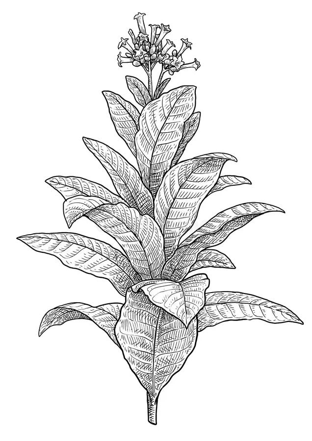 Tobacco Plant Drawing