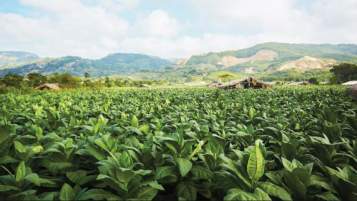 Grace Cigars Costa Rica Tobacco