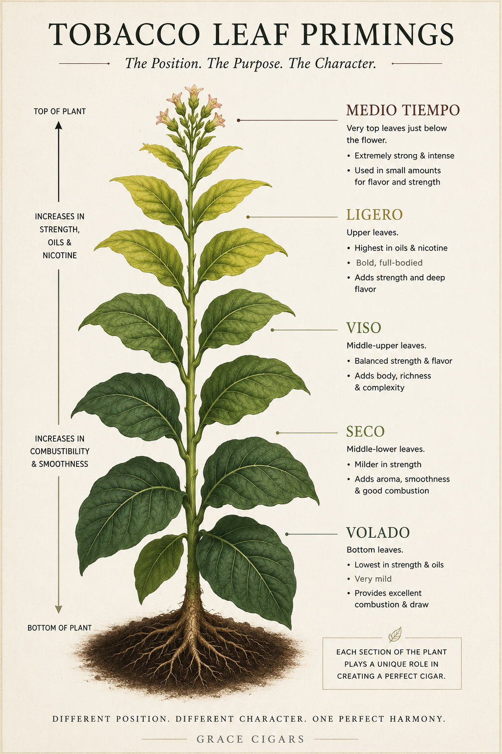 Tobacco Leaf Primings