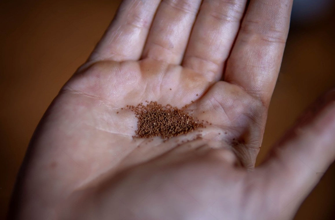 tobacco seeds