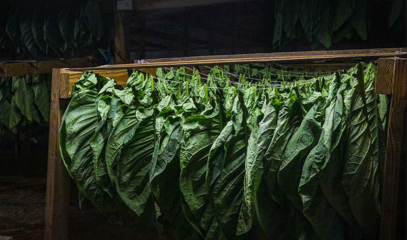 Cigar Tobacco Fermenting