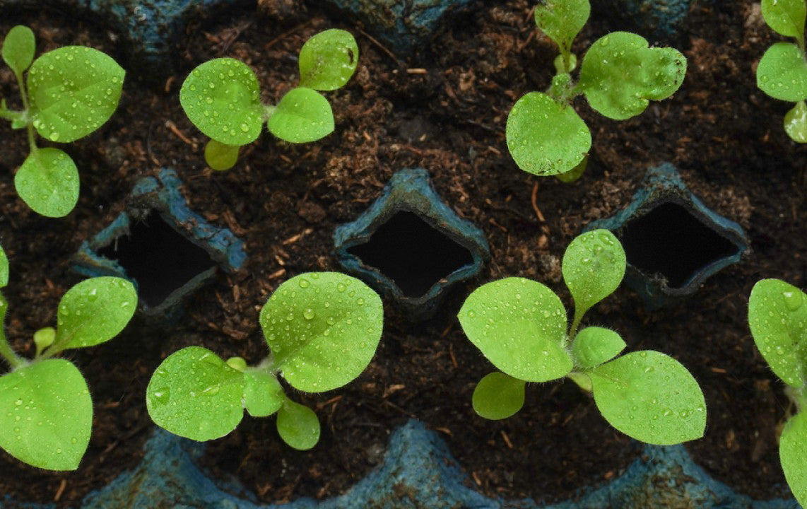 tobacco plant seedling